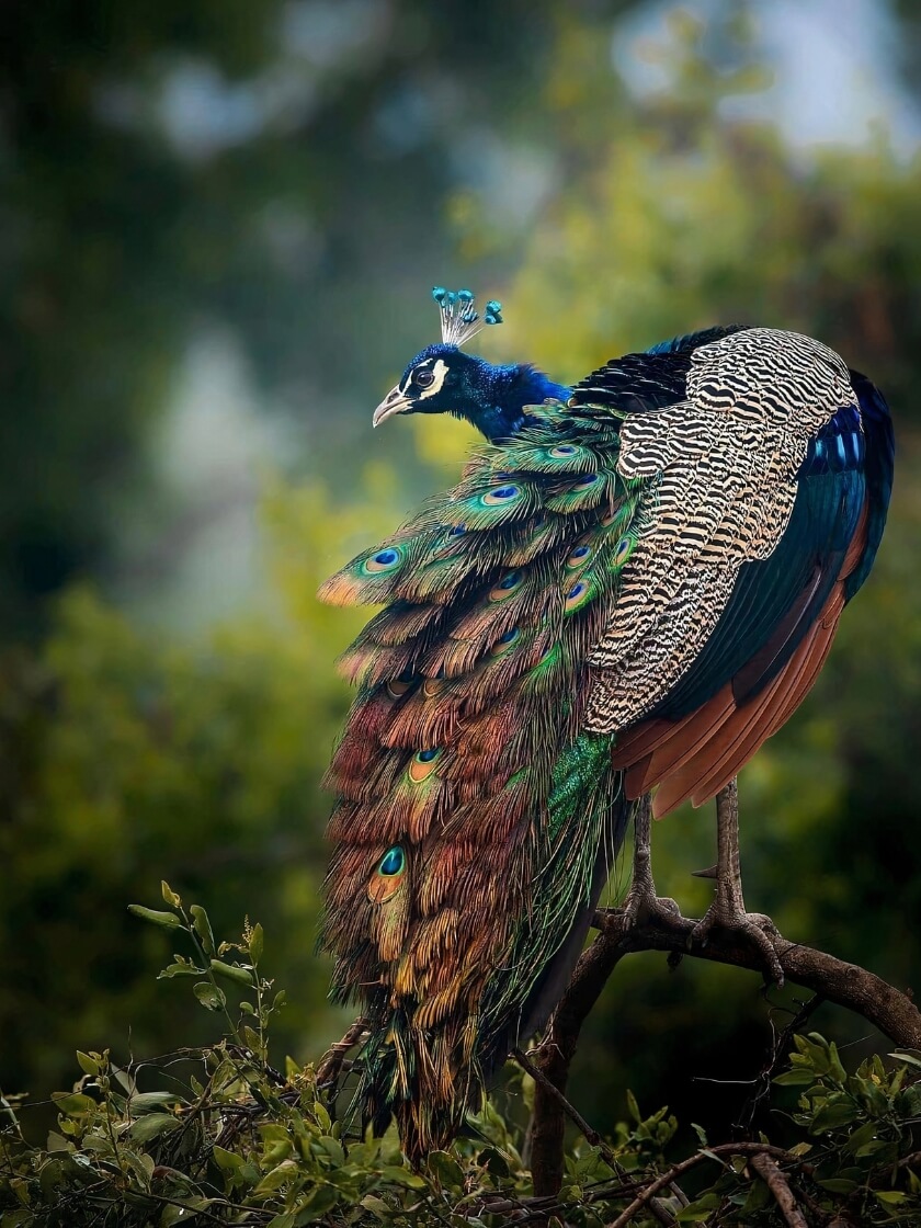 birding trip itinerary