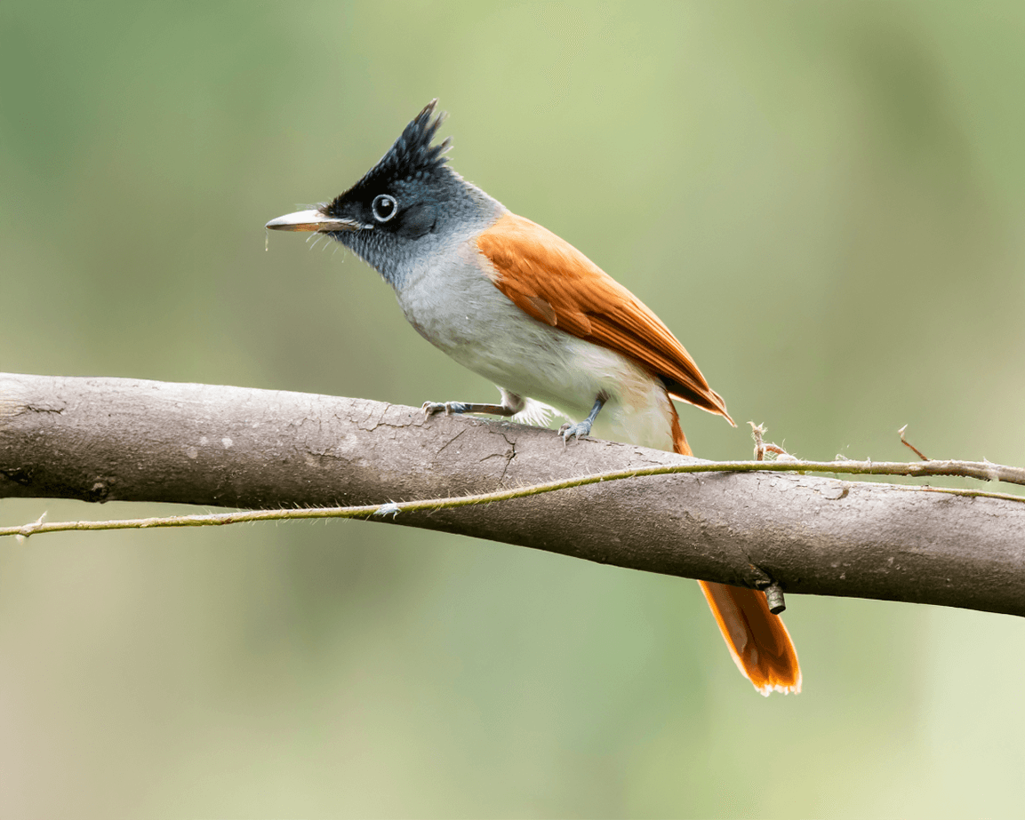 birding journez itinerary bangalore
