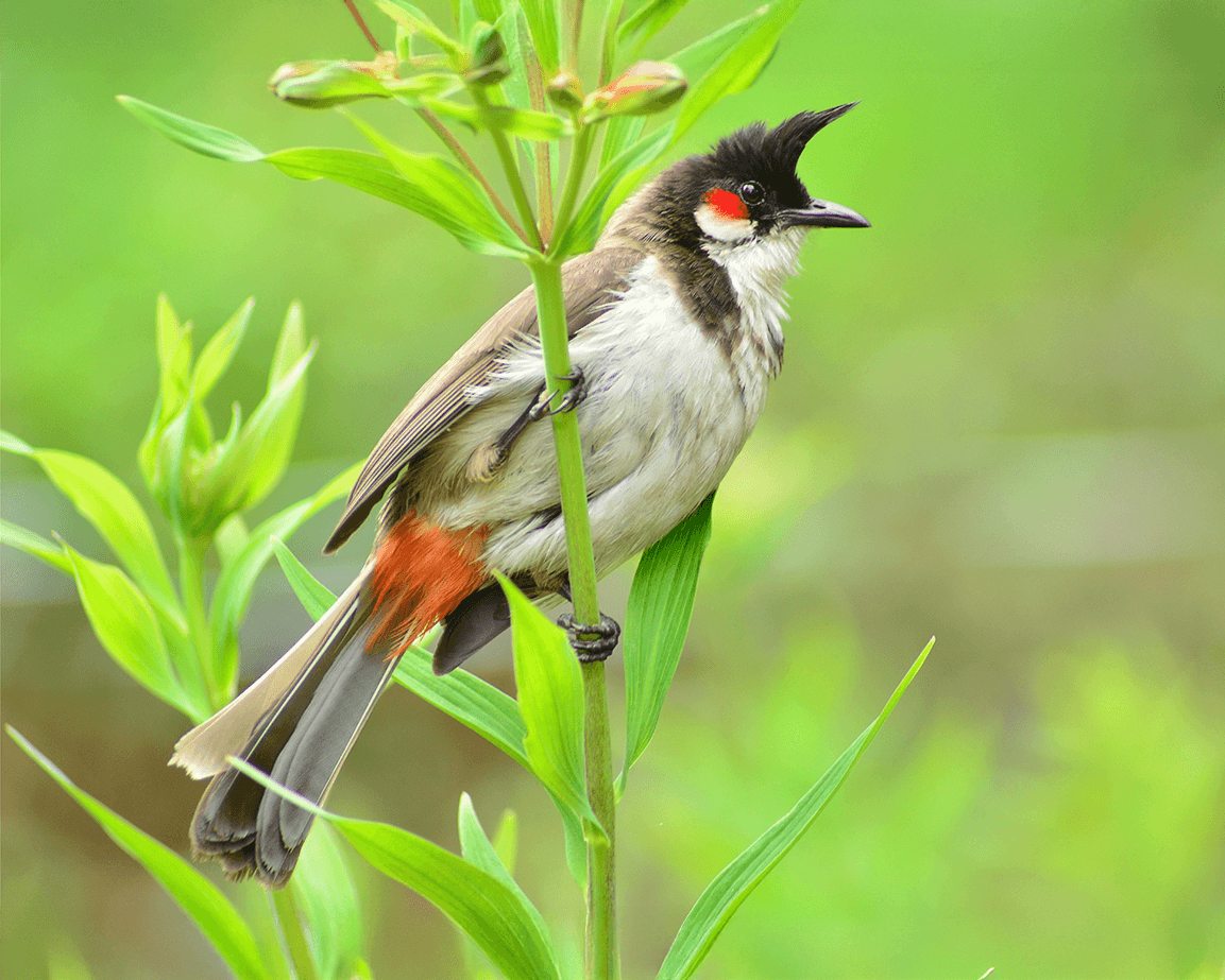 birding journez itinerary munnar