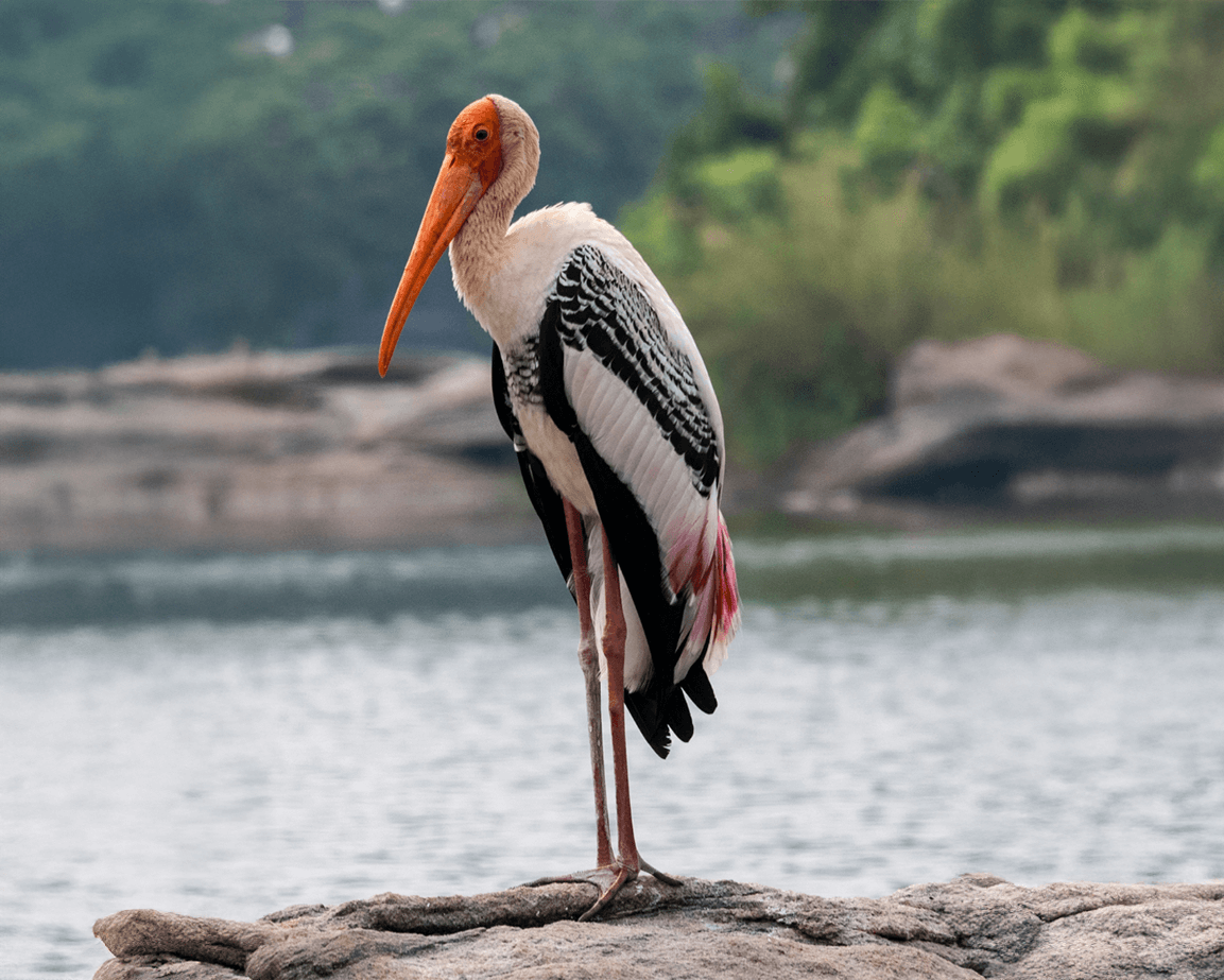 birding journez itinerary mysore