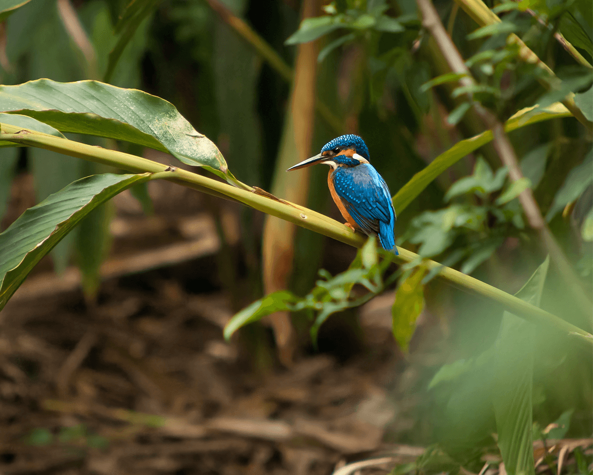 birding journez itinerary thekkady