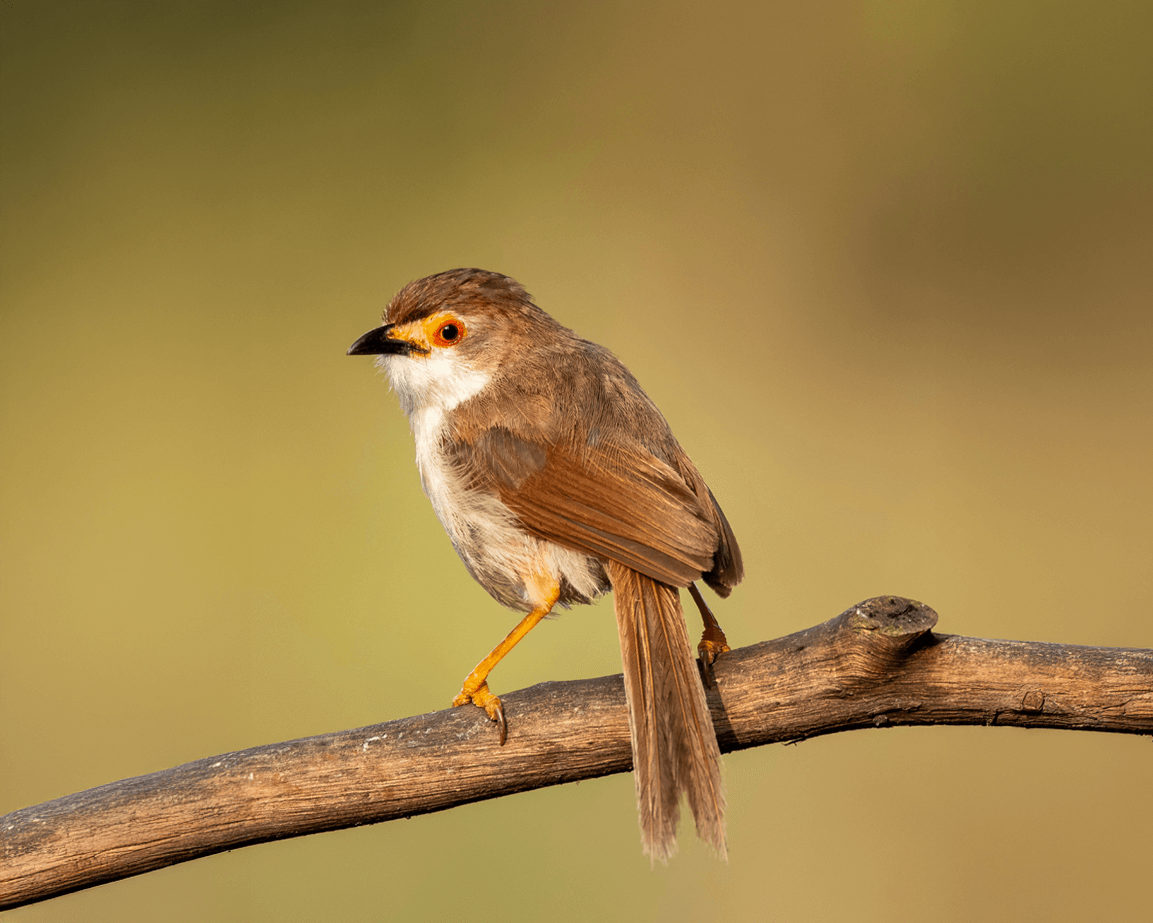 birding journez tour itinerary bangalore