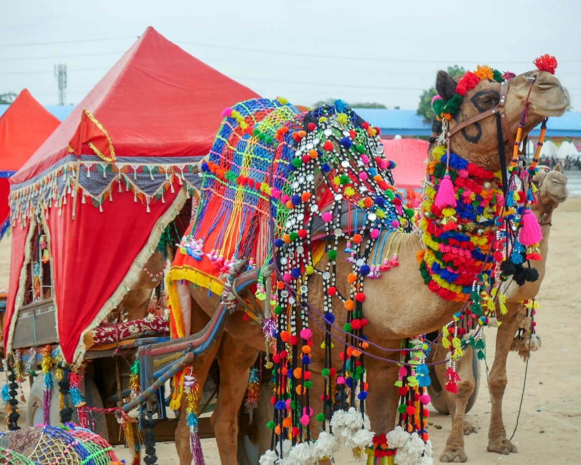 pushkar camel fair tour itinerary
