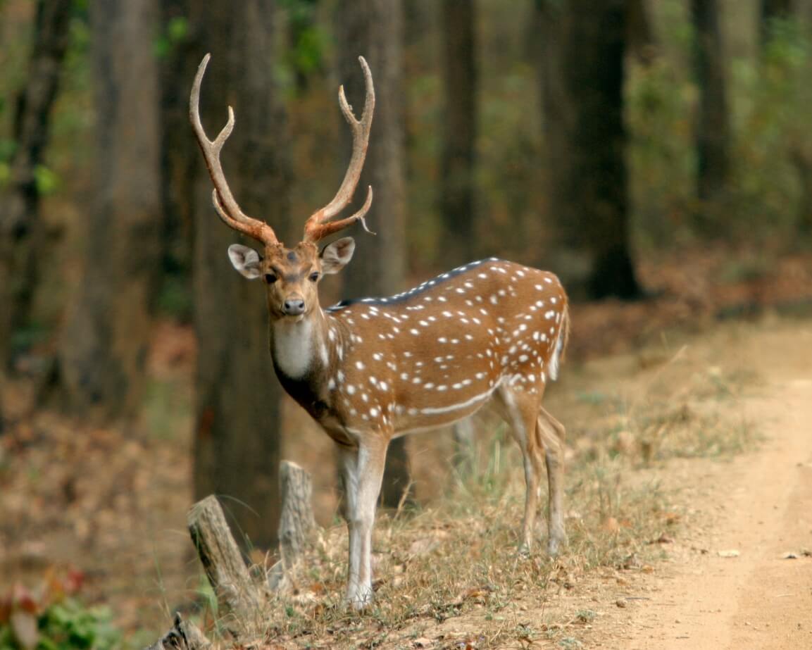 Kanha wildlife trails itinerary