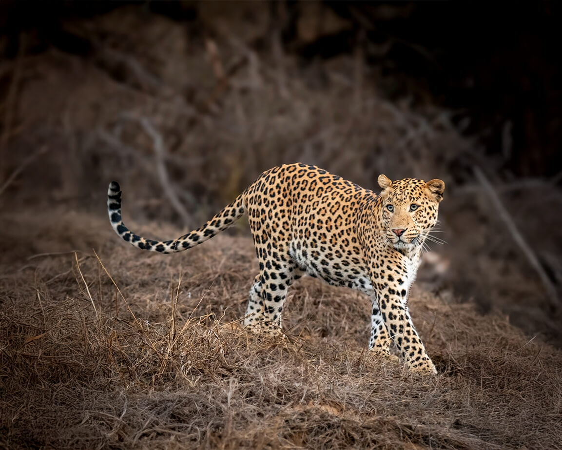 jawai off route itinerary