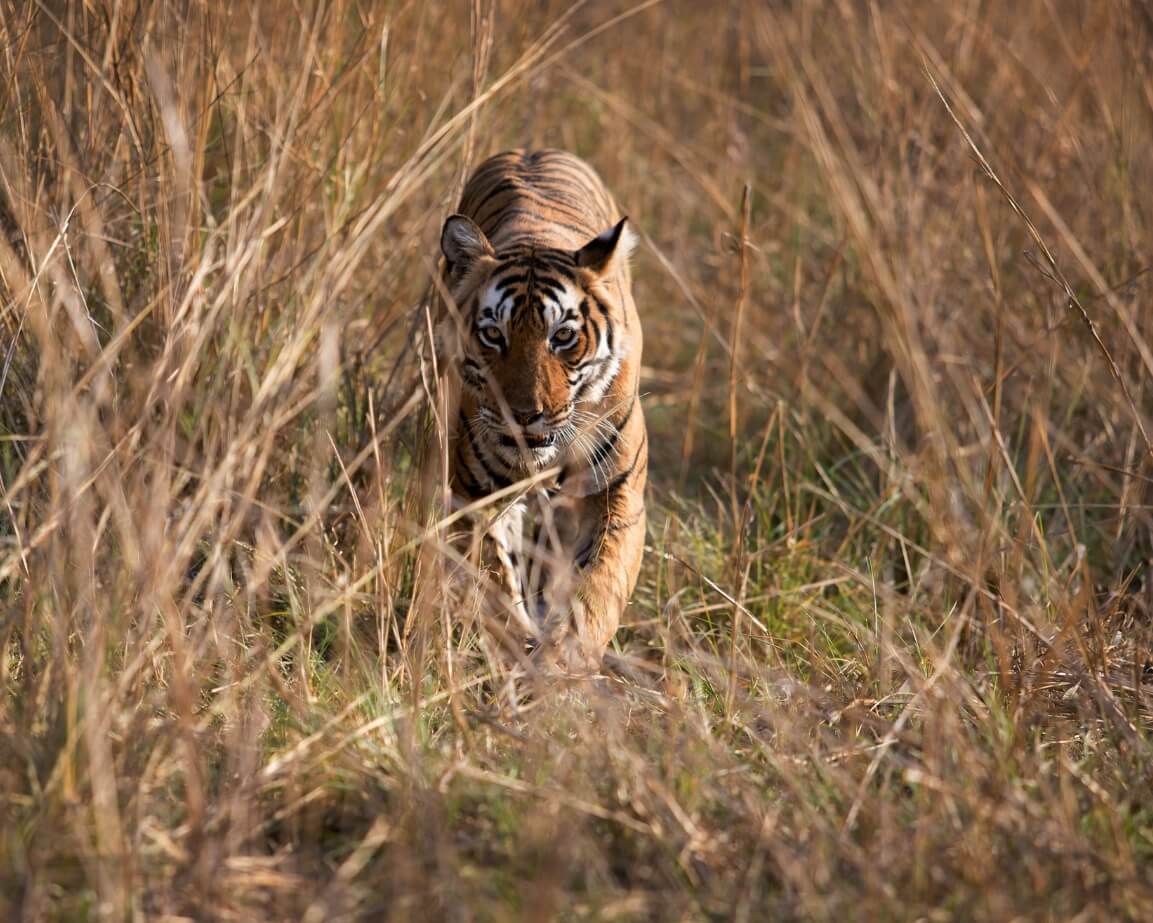 ranthambore off route itinerary