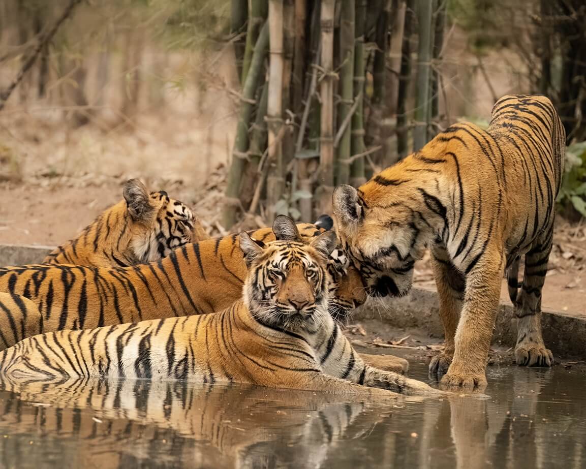 tiger trail of tadoba