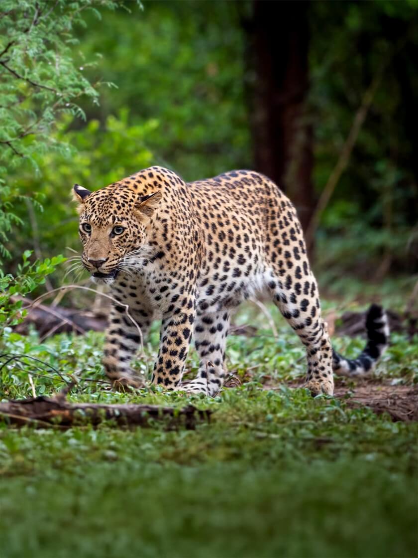wildlife trails of central india