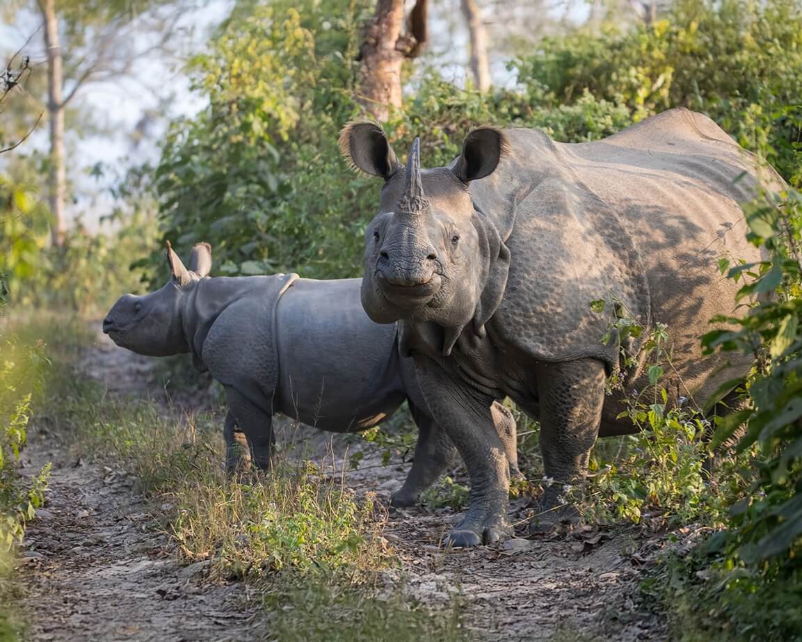 one-horned rhinoceros